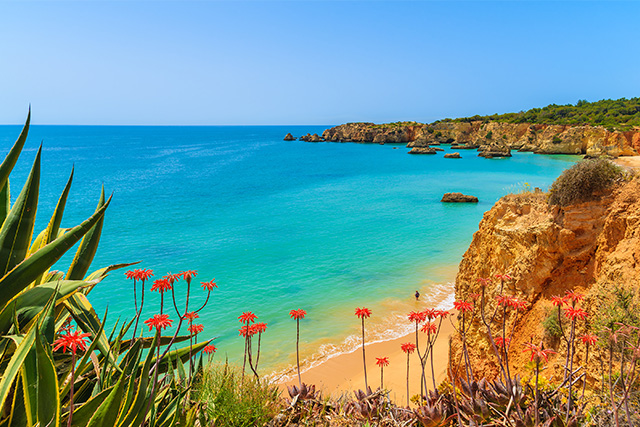 Tropical flowers on beautiful Praia da Rocha beach, Algarve, Portugal.