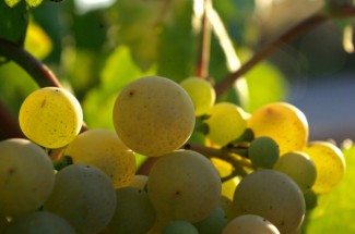 Catalan winemakers specialise in turning this grapes into a delicious Cava.